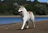 SIBERIAN HUSKY 629